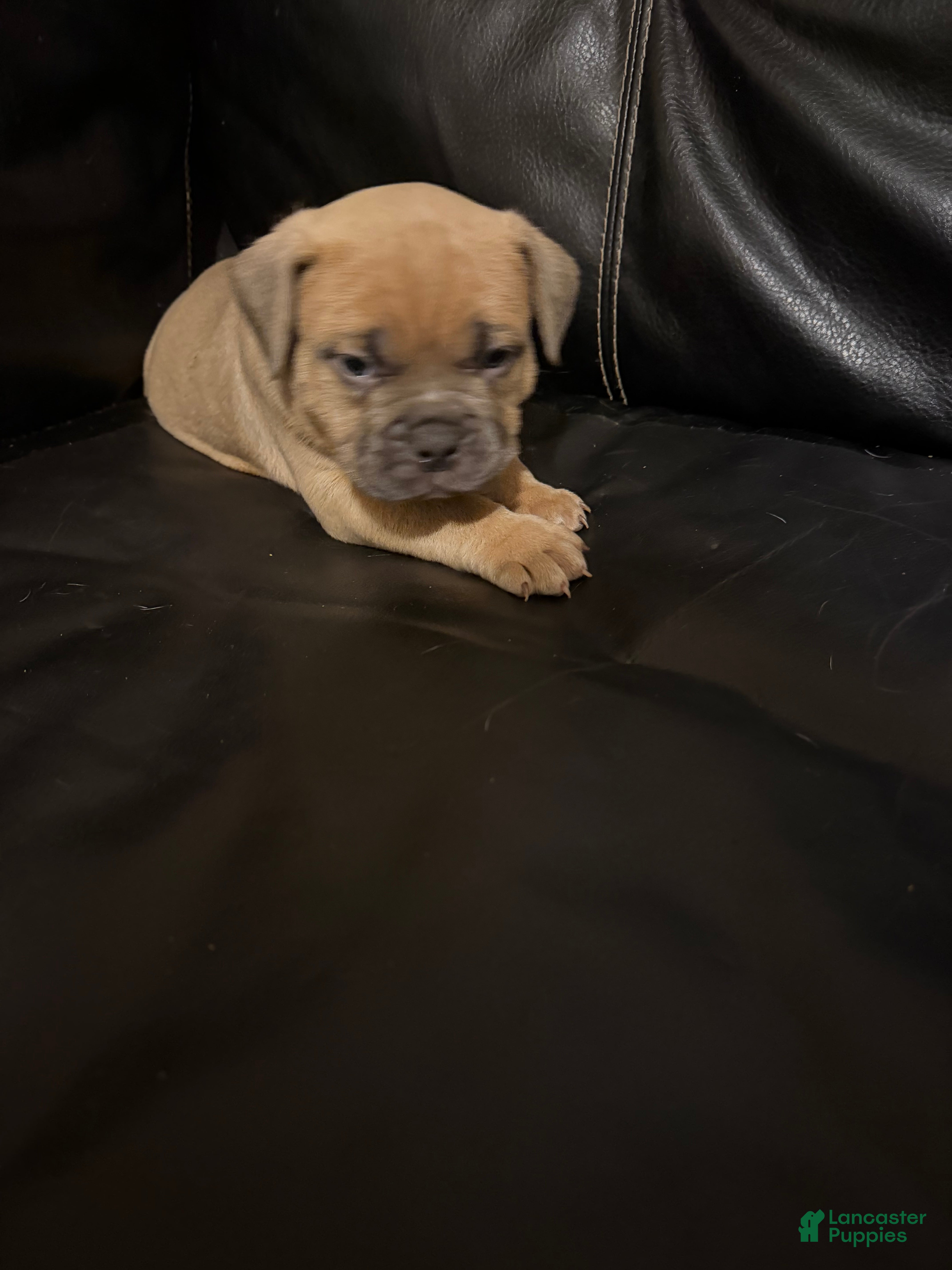 American Bully dogs for sale: Bandit - Ad 1