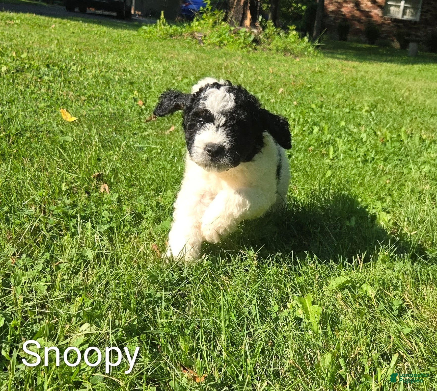 Mini Bernedoodle dogs Snoopy - Ad 2