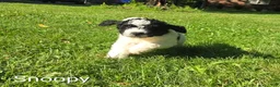 Mini Bernedoodle dogs for sale: Snoopy - Ad 2