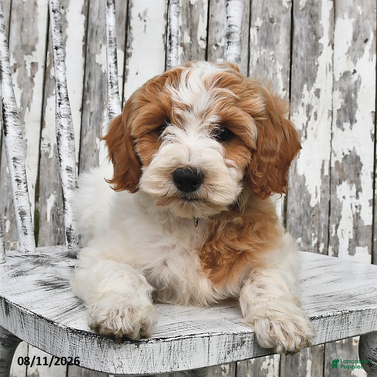 Goldendoodle dogs Sally - Ad 1