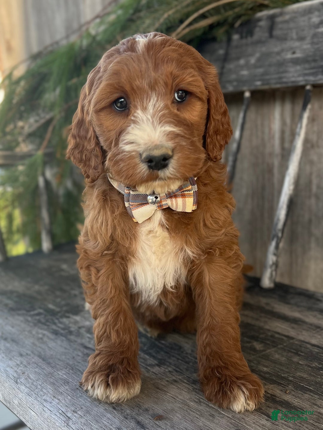 Irish Doodle dogs for sale: Nicholas  - Ad 6