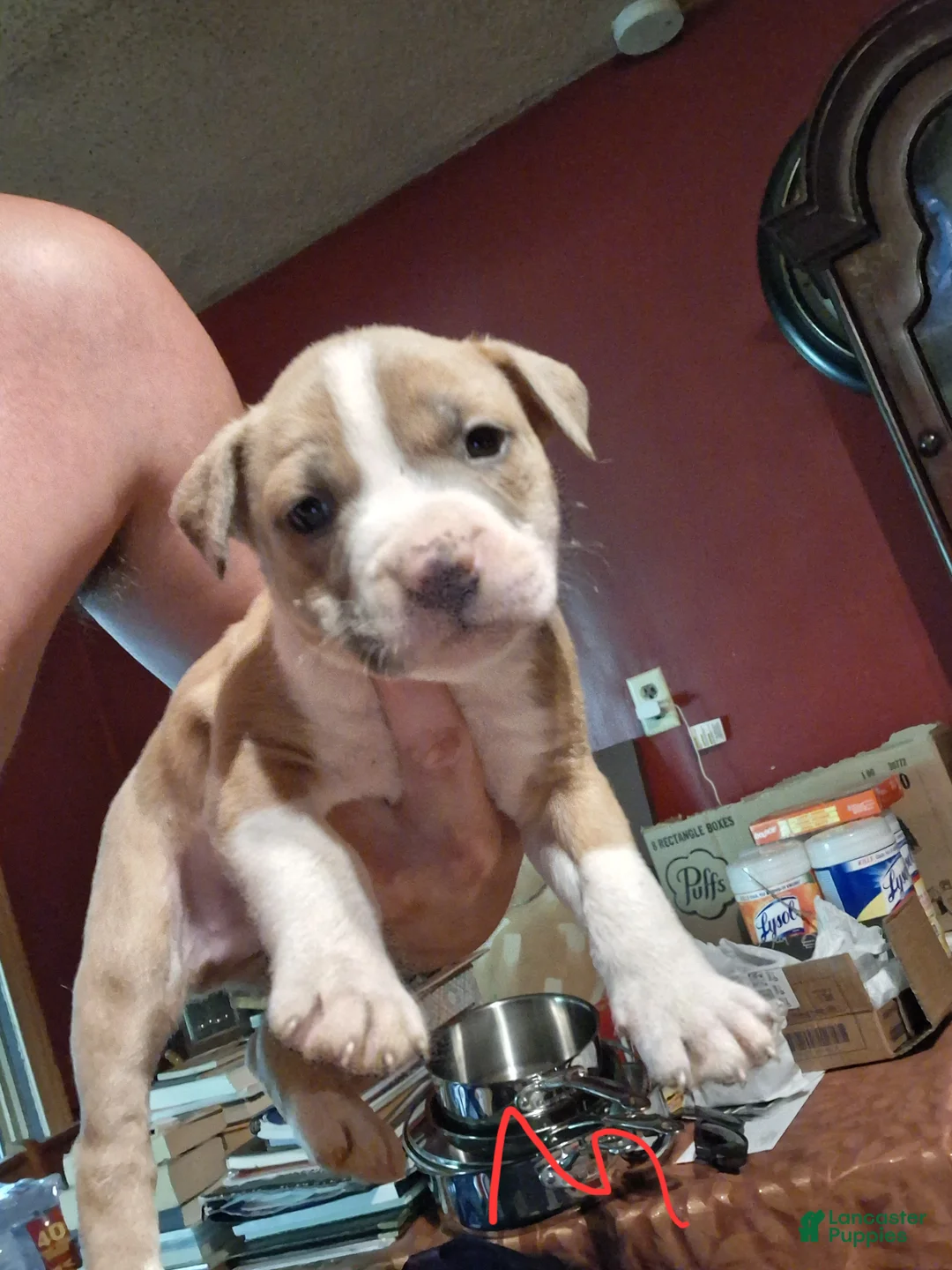 American Pit Bull Terrier dogs for sale: American Pit Bull Terrier 9 - Ad 1