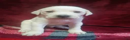 Mixed Breed dogs for sale: Kanon - Ad 3