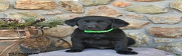 Labrador Retriever dogs for sale: Jay  - Ad 3
