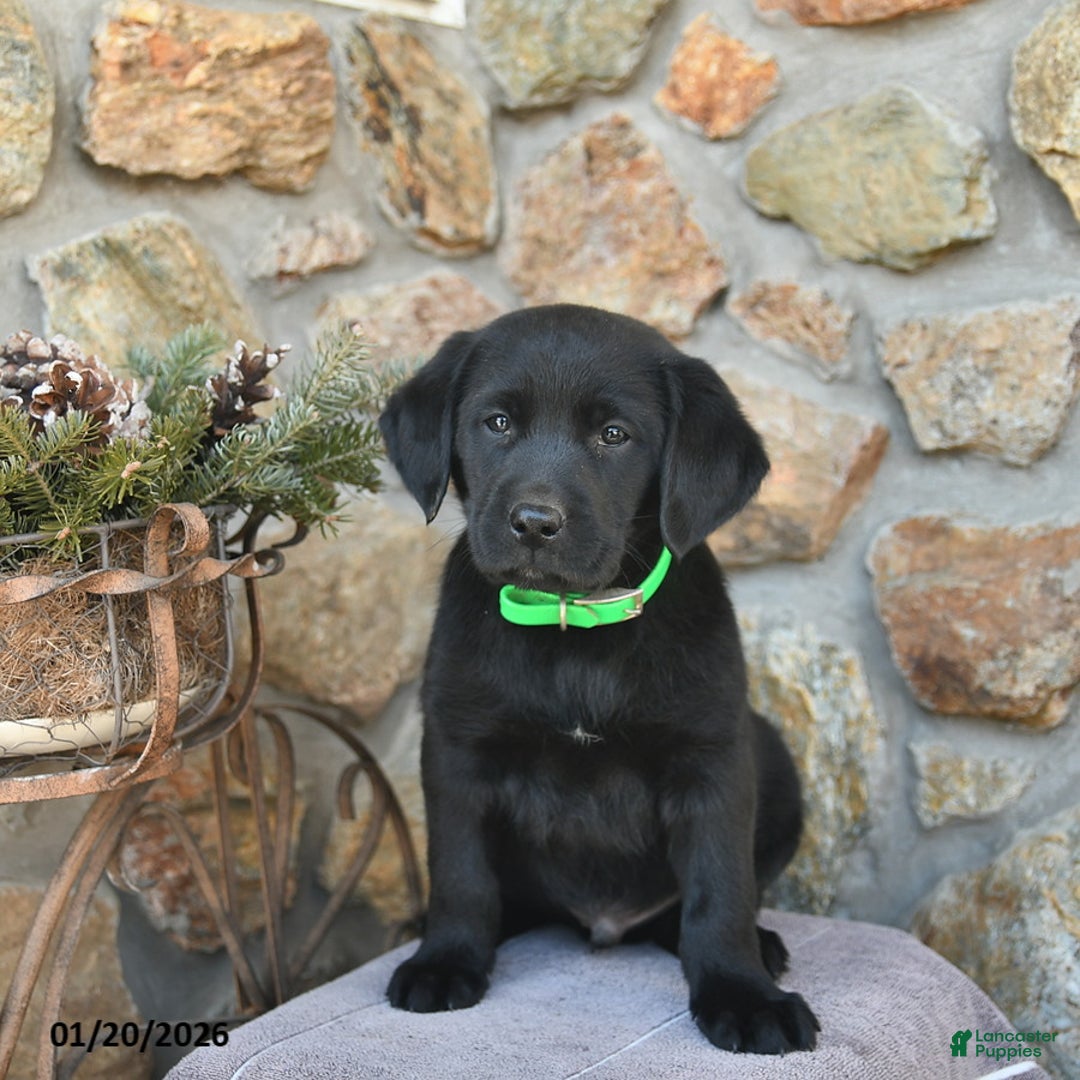 Labrador Retriever dogs for sale: Jay  - Ad 3