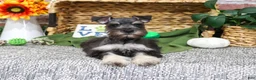 Miniature Schnauzer dogs for sale: Denver - Ad 5
