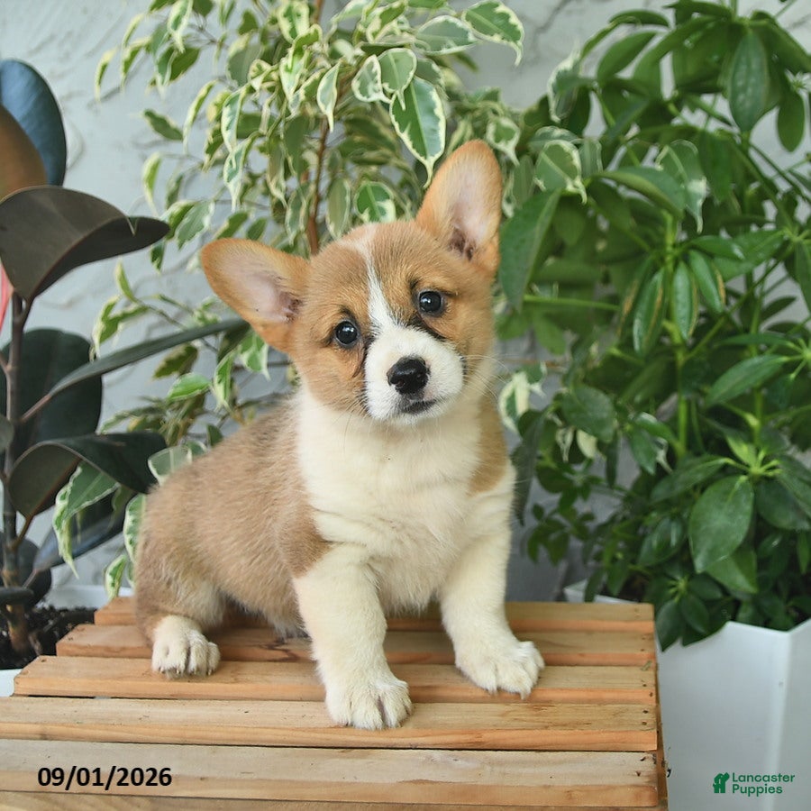 Welsh Corgi Pembroke dogs Heidi  - Ad 1