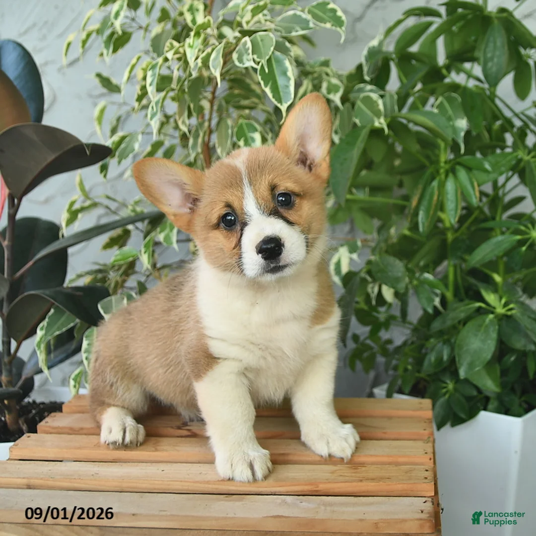 Welsh Corgi Pembroke dogs for sale: Heidi  - Ad 1