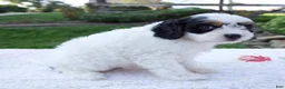Cavapoo dogs for sale: Journey - Ad 5
