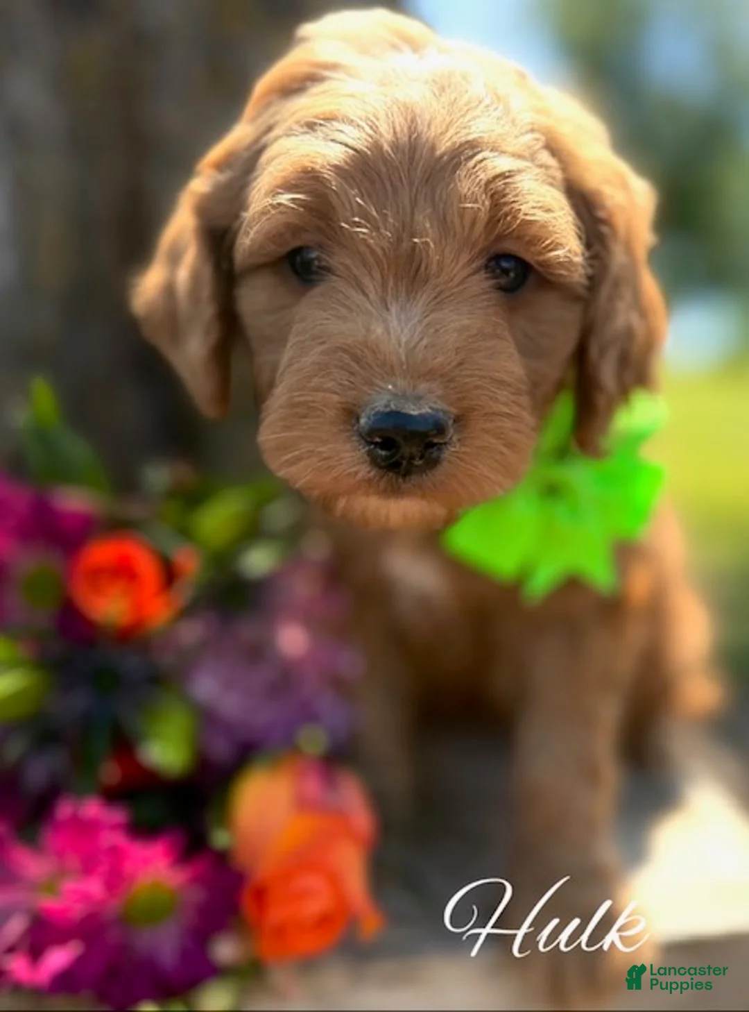 Mini Goldendoodle dogs for sale: Medium Goldendoodle Boy HULK - Ad 2