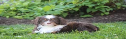Cavapoo dogs for sale: Buddy - Ad 1