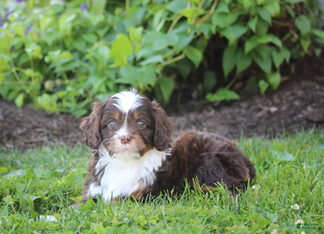 Cavapoo dogs for sale: Buddy - Ad 1