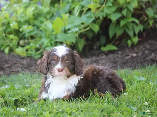 Cavapoo dogs for sale: Buddy - Ad 2
