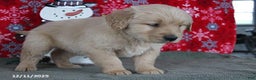 Golden Retriever dogs for sale: Cider - Ad 4