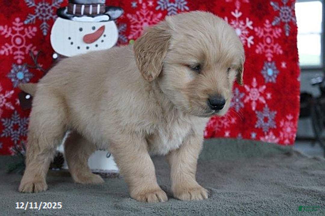 Golden Retriever dogs for sale: Cider - Ad 4