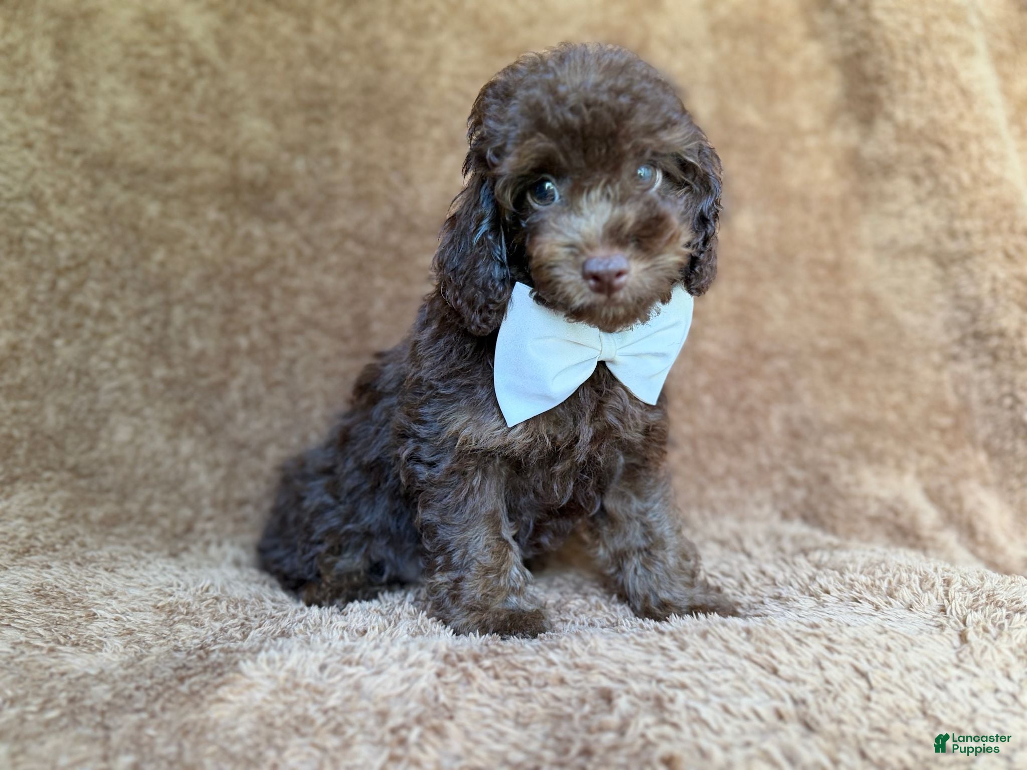 Cavapoo dogs Chase - Ad 4