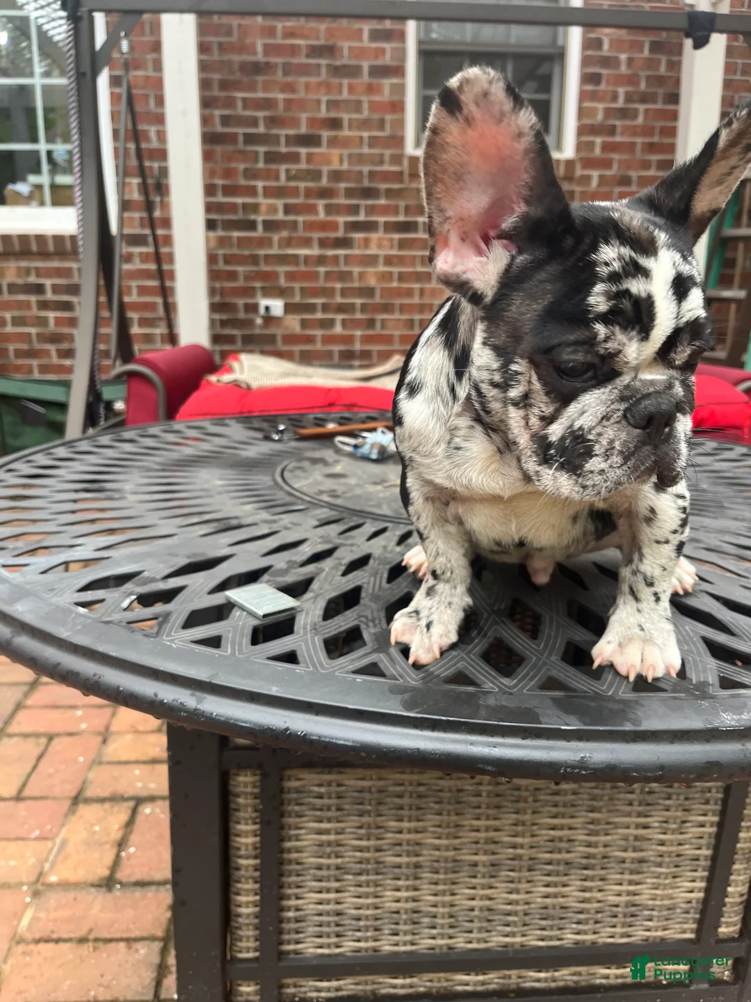 French Bulldog dogs for sale: French Bulldog Puppy 1 - Ad 2