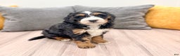 Mini Bernedoodle dogs for sale: Layla - Ad 6