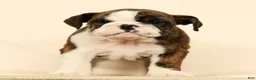 English Bulldog dogs for sale: Clover - Ad 5