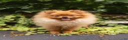 Pomeranian dogs for sale: Ana Nova - Ad 4