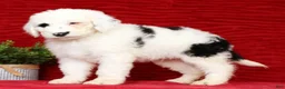 Sheepadoodle dogs for sale: Turbo - Ad 5
