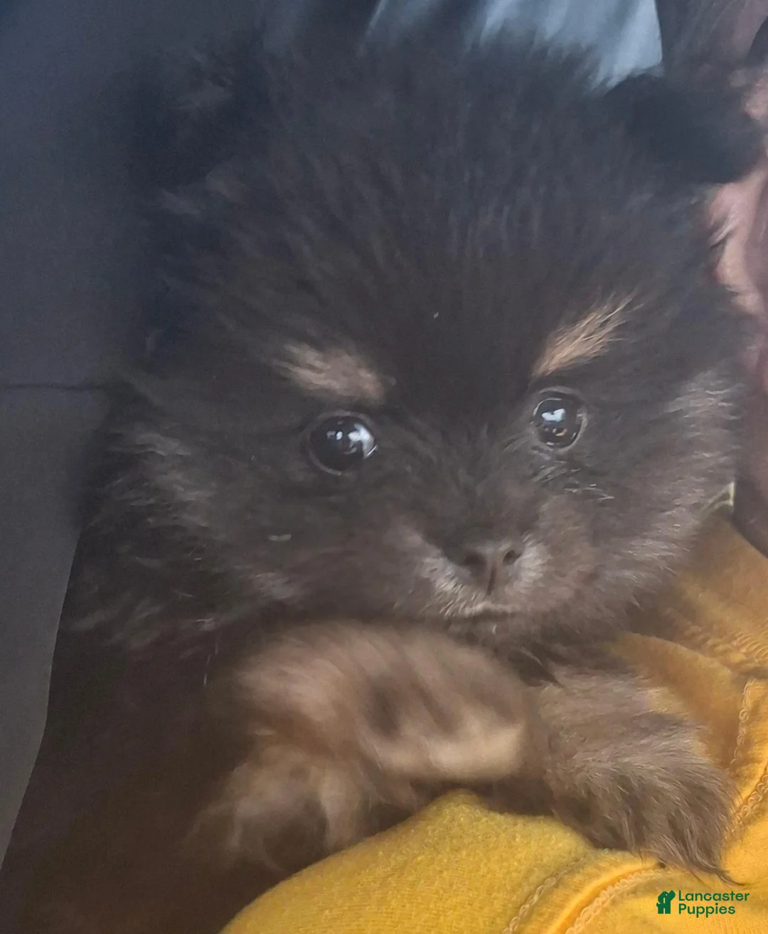 Pomeranian dogs for sale: Apollo - Ad 2