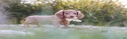 Dachshund dogs for sale: Amelia - Ad 7