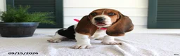 Basset Hound dogs for sale: Chloe - Ad 2