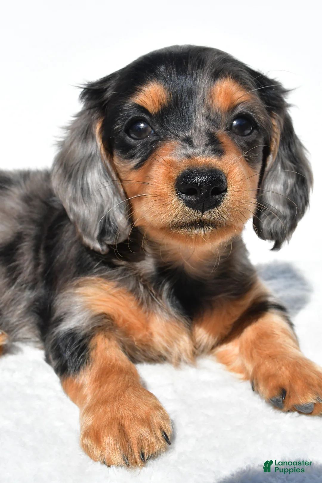 Miniature Dachshund dogs for sale: Angel - Ad 2