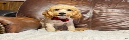 Cavapoo dogs for sale: Teddy  - Ad 4