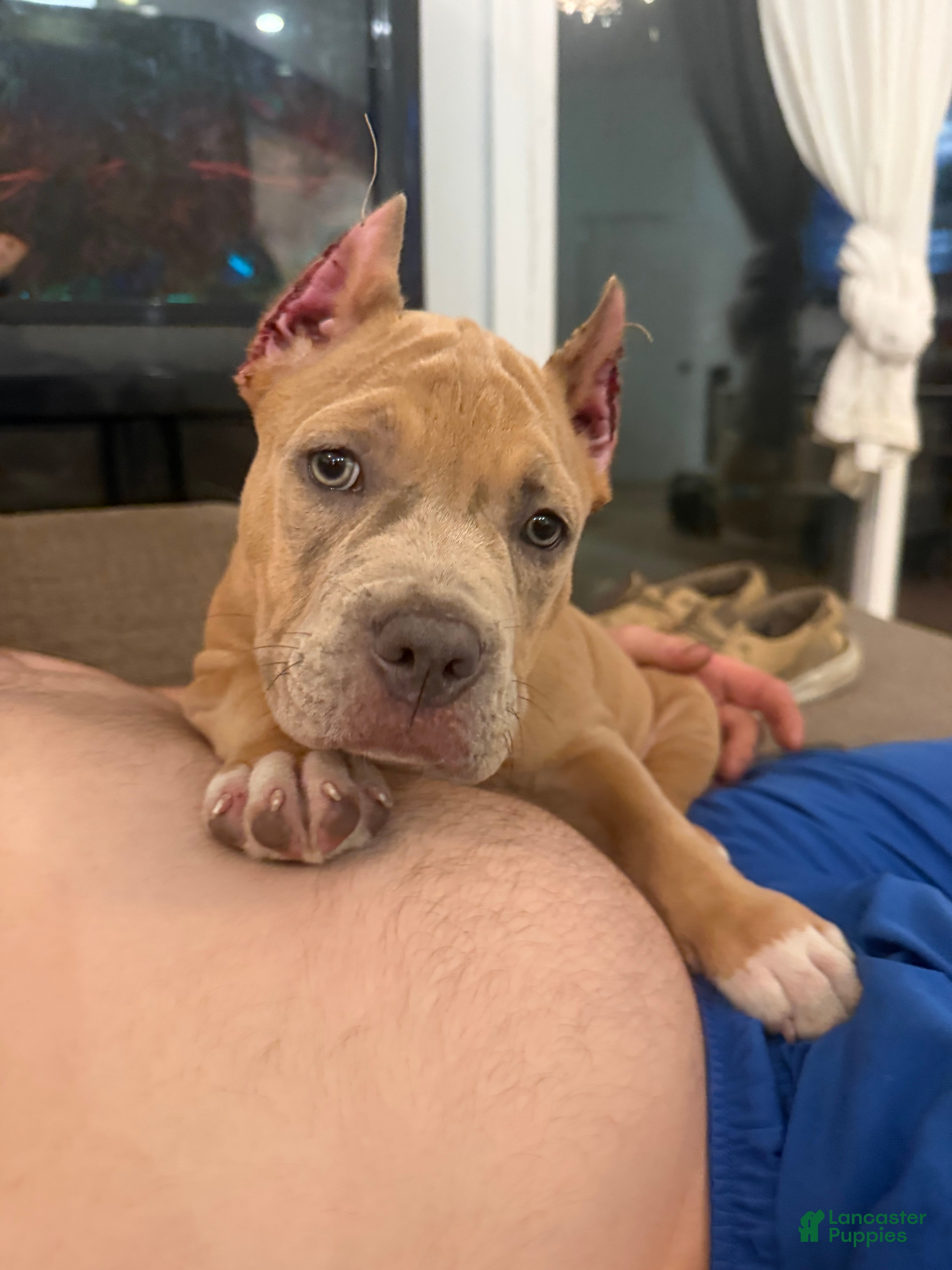 American Bully dogs Thor - XL American Bully Puppy  - Ad 10