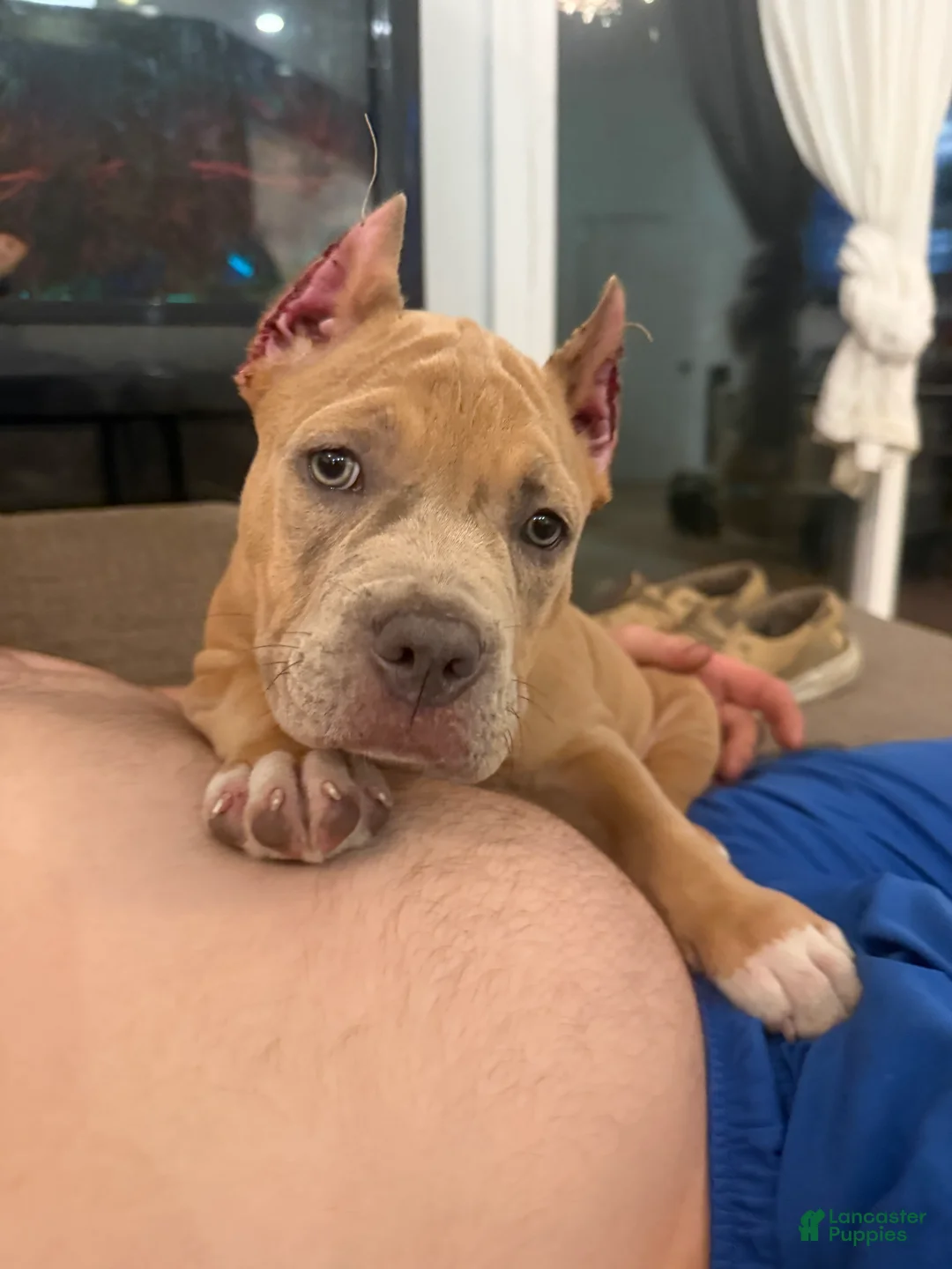 American Bully dogs for sale: Thor - XL American Bully Puppy  - Ad 1