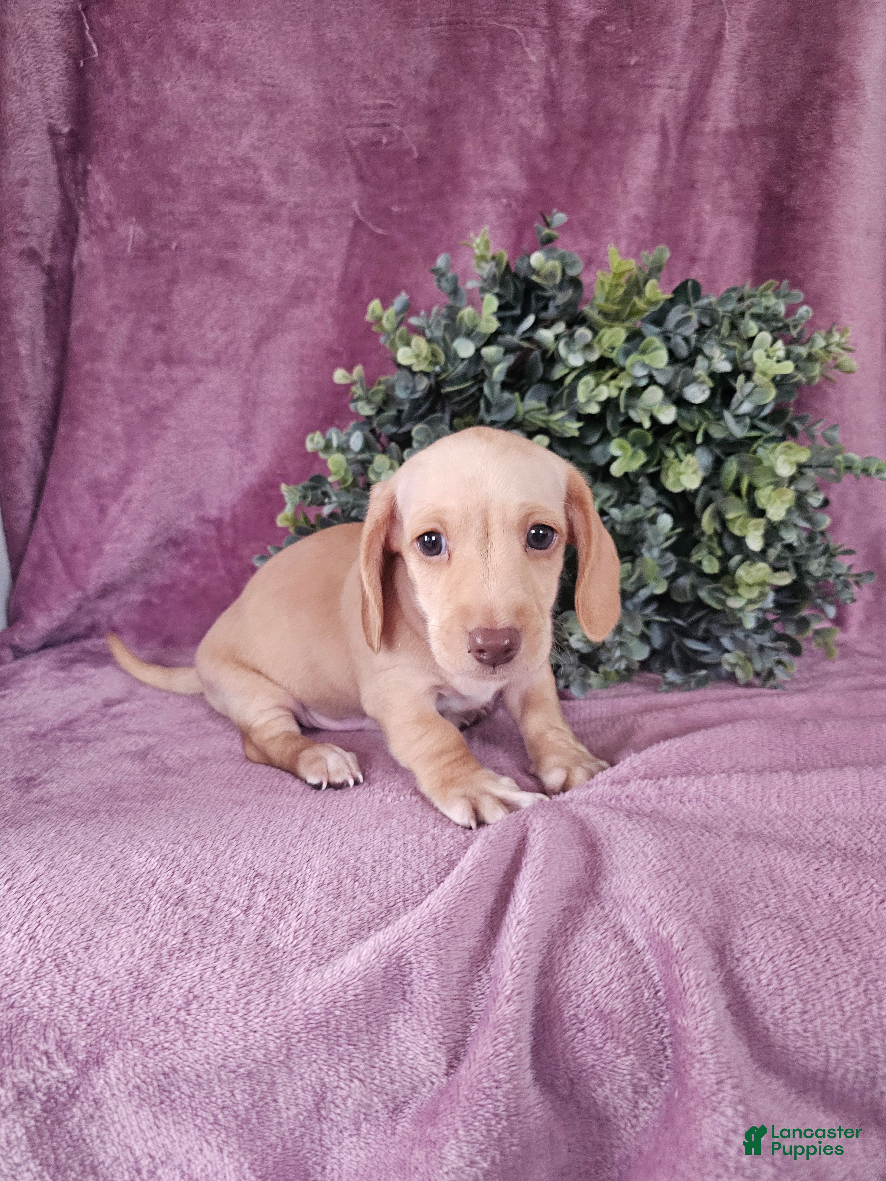 Dachshund dogs Dallas - Ad 1