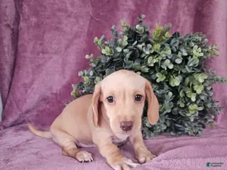 Dachshund dogs for sale: Dallas - Ad 1