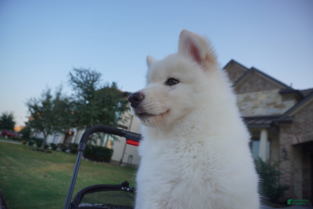 Alaskan Malamute dogs for sale: Xi Xi - Ad 7