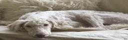Mixed Breed dogs for sale: Kaya - Ad 2