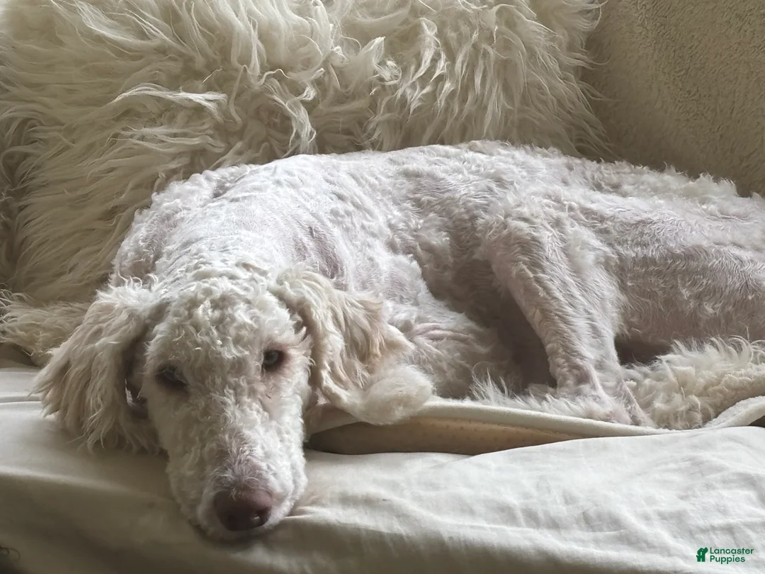 Mixed Breed dogs for sale: Kaya - Ad 2