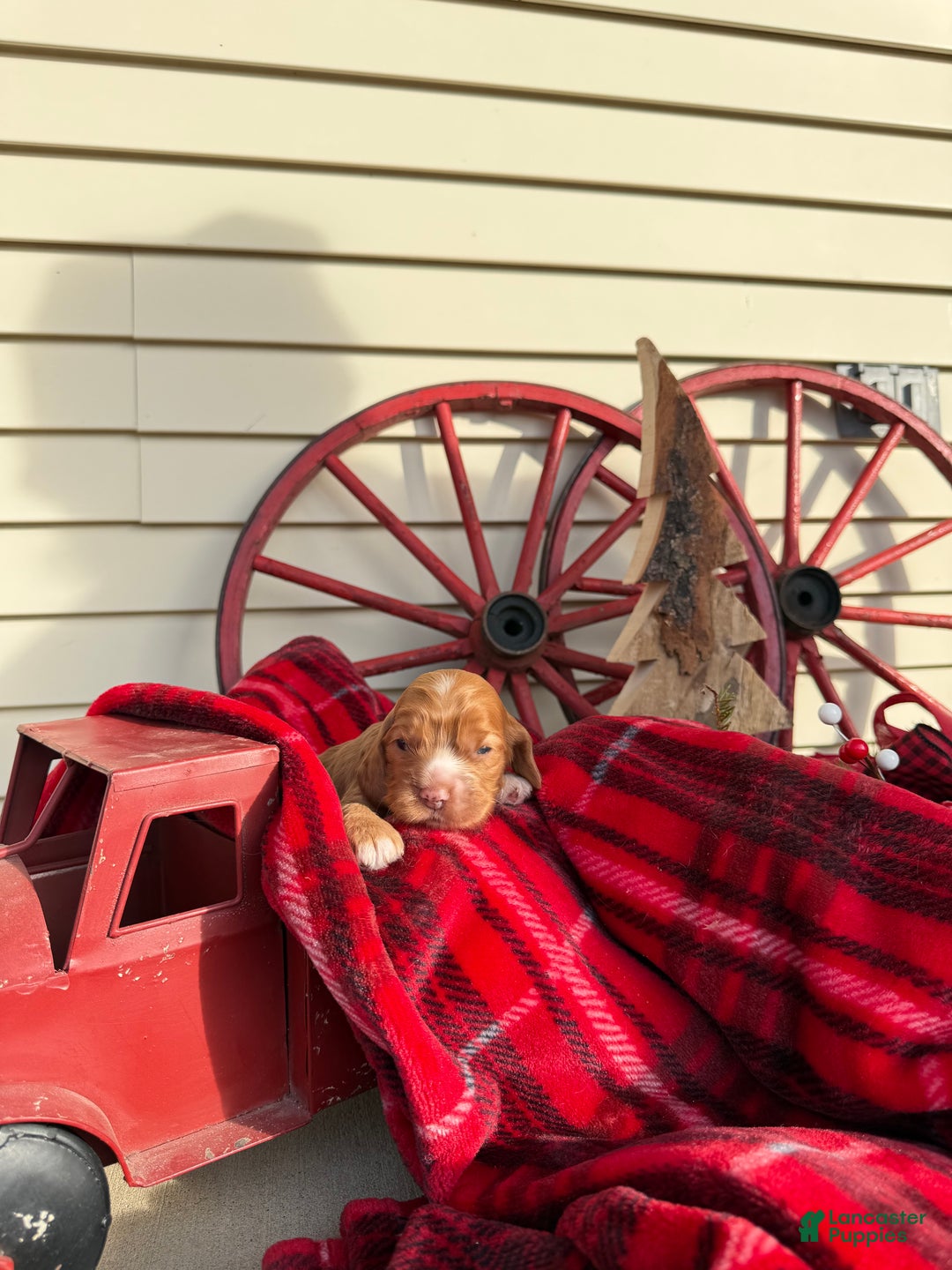 Cocker Spaniel dogs for sale: Amelia - Ad 4