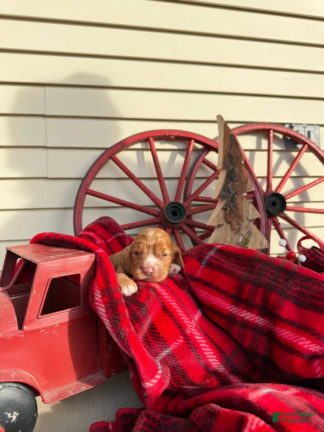 Cocker Spaniel dogs for sale: Amelia - Ad 7