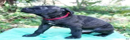 Cane Corso dogs for sale: Ozzy - Ad 3