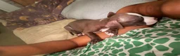 American Pit Bull Terrier dogs for sale: American Pit Bull Terrier 1 - Ad 19
