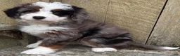 Mini Bernedoodle dogs for sale: 💜IN BOSTON MASSACHUSETTS AREA💜TINY BLUE MERLE TRI COLOR💜MINI BERNEDOODLE💜 - Ad 3