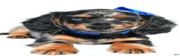 Miniature Dachshund dogs for sale: Porter - Ad 4