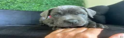 Cane Corso dogs for sale: Cane Corso Puppy 6 - Ad 7