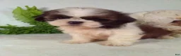 Shih Tzu dogs for sale: Baxter - Ad 4