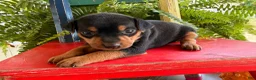 Miniature Pinscher dogs for sale: Martha  - Ad 5