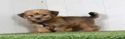 Shorkie dogs for sale: Ike - Ad 4