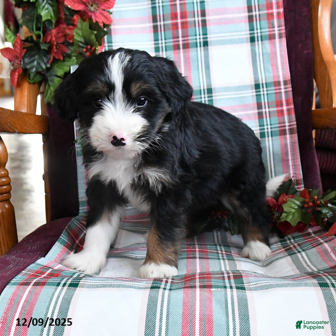 Bernedoodle dogs for sale: Cora  - Ad 4