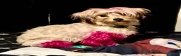 Mixed Breed dogs for sale: Khaotica - Ad 11