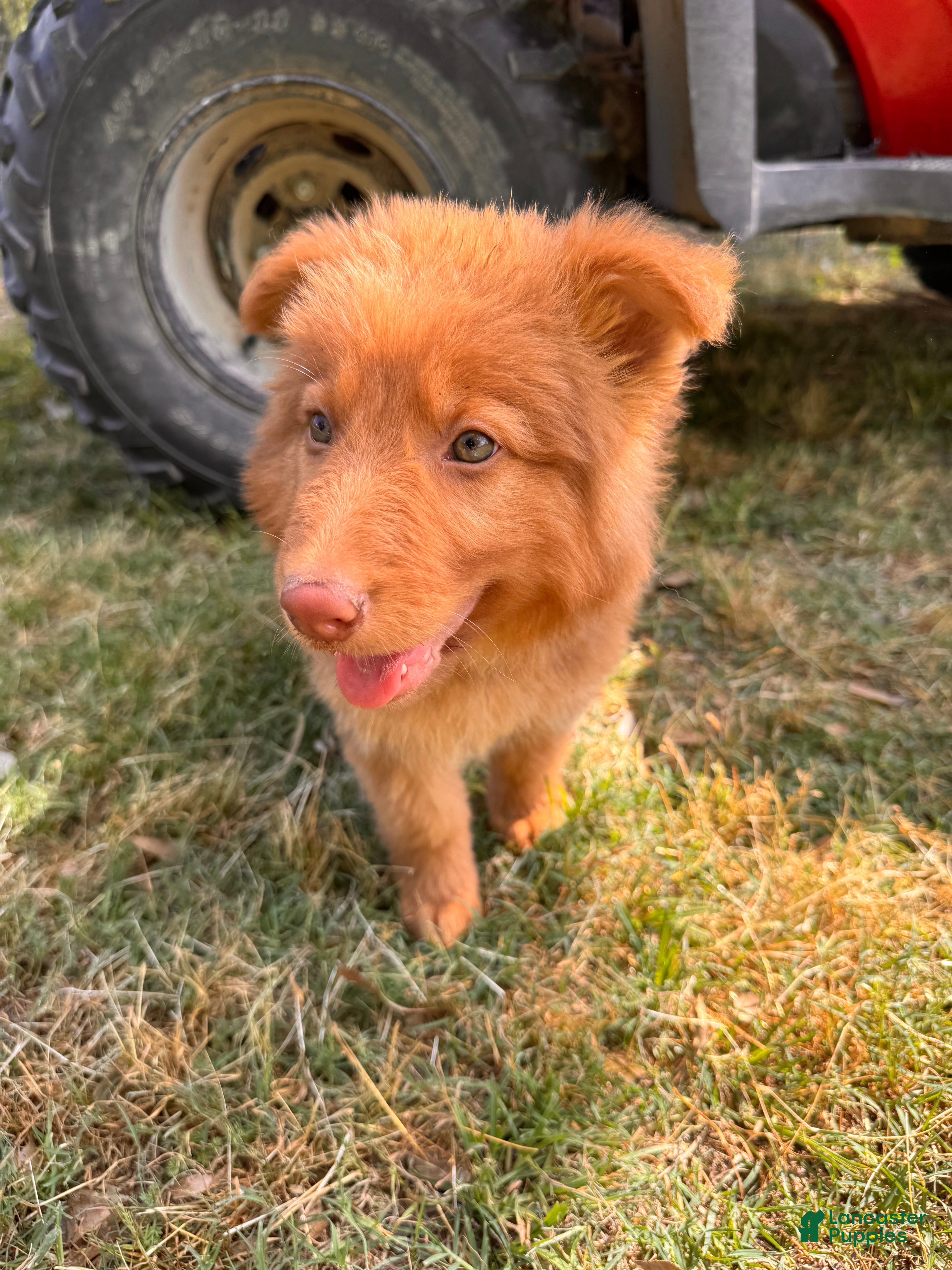 German Shepherd dogs Grizzly - Ad 35